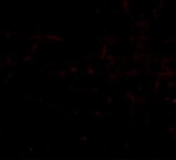 HAPLN2 Antibody - BSA Free, Novus Biologicals 0.1mg; Unlabeled:Antibodies,