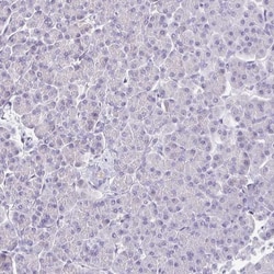 HAPLN2 Antibody, Novus Biologicals 0.1mL; Unlabeled:Antibodies, Polyclonal