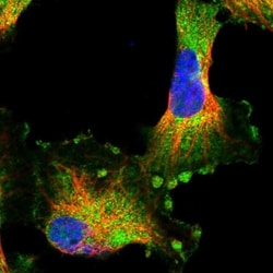 HARBI1 Antibody, Novus Biologicals 0.1mL; Unlabeled:Antibodies, Polyclonal