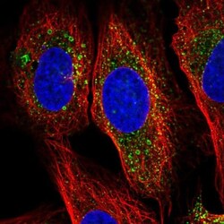 HBQ1 Antibody, Novus Biologicals:Antibodies:Primary Antibodies