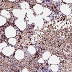 HBQ1 Antibody, Novus Biologicals:Antibodies:Primary Antibodies