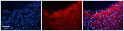 HBS1L Antibody, Novus Biologicals 100&mu;L; Unlabeled:Antibodies, Polyclonal
