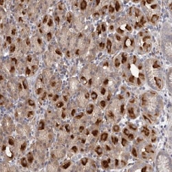 HBS1L Antibody, Novus Biologicals 25 &mu;L; Unlabeled:Antibodies, Polyclonal