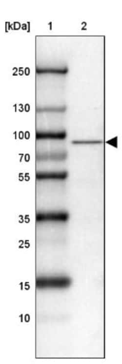 HBS1L Antibody, Novus Biologicals 25 &mu;L; Unlabeled:Antibodies, Polyclonal