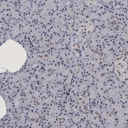 HCA59 Antibody, Novus Biologicals:Antibodies:Primary Antibodies
