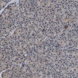 HCA59 Antibody, Novus Biologicals 0.1mL; Unlabeled:Antibodies, Polyclonal
