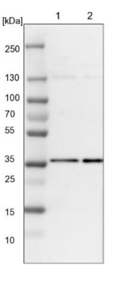 HCA59 Antibody, Novus Biologicals:Antibodies:Primary Antibodies