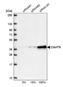 HCA59 Antibody, Novus Biologicals:Antibodies:Primary Antibodies