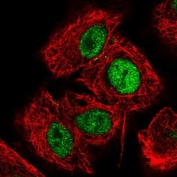 HCFC1R1 Antibody, Novus Biologicals 0.1mL; Unlabeled:Antibodies, Polyclonal