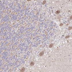 HCFC1R1 Antibody, Novus Biologicals 0.1mL; Unlabeled:Antibodies, Polyclonal