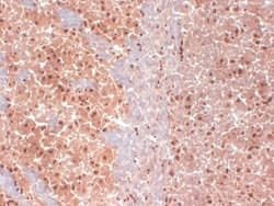 HCN1 Antibody (S70), Novus Biologicals 0.1mg; Unlabeled:Antibodies, Monoclonal