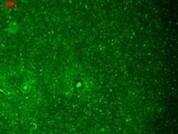 HCN1 Antibody (S70), Novus Biologicals 0.1mg; Unlabeled:Antibodies, Monoclonal