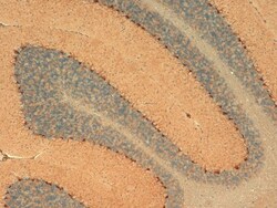 HCN1 Antibody (S70), Novus Biologicals 0.1mg; Unlabeled:Antibodies, Monoclonal