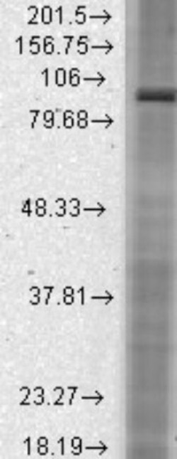 HCN2 Antibody (S71-37), Novus Biologicals 0.1mg; Unlabeled:Antibodies,