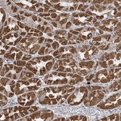 HD domain containing 2 Antibody, Novus Biologicals:Antibodies:Primary Antibodies