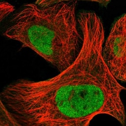 HDAC1 Antibody, Novus Biologicals:Antibodies:Primary Antibodies