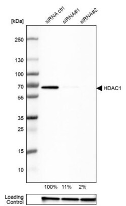 HDAC1 Antibody, Novus Biologicals:Antibodies:Primary Antibodies
