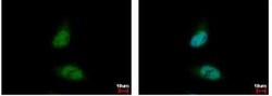 HDAC3 Antibody, Novus Biologicals 0.1mg; Unlabeled:Antibodies, Polyclonal