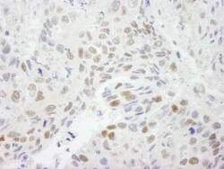 HDAC3 Antibody, Novus Biologicals 0.1mL; Unlabeled:Antibodies, Polyclonal