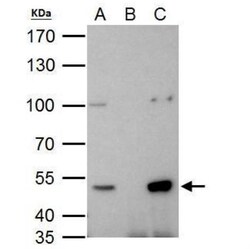 HDAC3 Antibody, Novus Biologicals 0.1mL; Unlabeled:Antibodies, Polyclonal