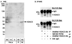 HDAC3 Antibody, Novus Biologicals 0.1mL; Unlabeled:Antibodies, Polyclonal