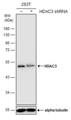 HDAC3 Antibody, Novus Biologicals 0.1mg; Unlabeled:Antibodies, Polyclonal
