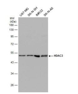HDAC3 Antibody, Novus Biologicals 0.1mg; Unlabeled:Antibodies, Polyclonal