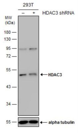 HDAC3 Antibody, Novus Biologicals 0.1mL; Unlabeled:Antibodies, Polyclonal