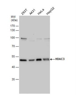 HDAC3 Antibody, Novus Biologicals 0.1mL; Unlabeled:Antibodies, Polyclonal