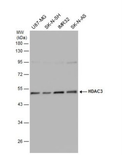 HDAC3 Antibody, Novus Biologicals 0.1mL; Unlabeled:Antibodies, Polyclonal
