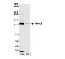 HDAC6 Antibody, Novus Biologicals 0.1mL; Unlabeled:Antibodies, Polyclonal