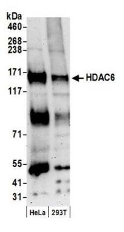 HDAC6 Antibody, Novus Biologicals 0.1mL; Unlabeled:Antibodies, Polyclonal