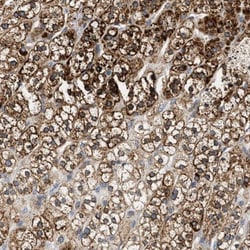Vimentin Antibody, Novus Biologicals:Antibodies:Primary Antibodies