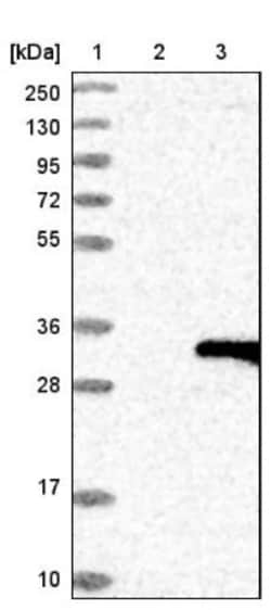 SP1 Antibody, Novus Biologicals:Antibodies:Primary Antibodies