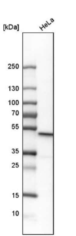 HDJ2 Antibody, Novus Biologicals 0.1mL; Unlabeled:Antibodies, Polyclonal