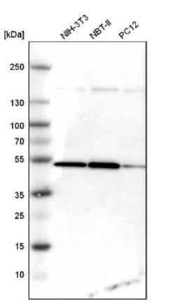 HDJ2 Antibody, Novus Biologicals 0.1mL; Unlabeled:Antibodies, Polyclonal
