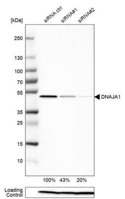 HDJ2 Antibody, Novus Biologicals 0.1mL; Unlabeled:Antibodies, Polyclonal