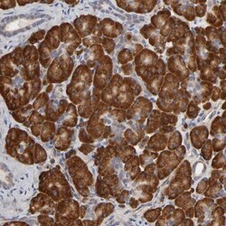 HDLBP Antibody, Novus Biologicals:Antibodies:Primary Antibodies
