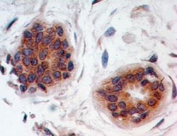 HE4/WFDC2 Antibody, Novus Biologicals:Antibodies:Primary Antibodies
