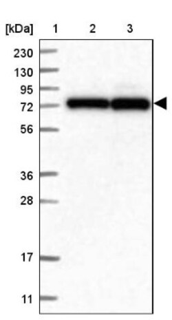 HECTD2 Antibody, Novus Biologicals:Antibodies:Primary Antibodies