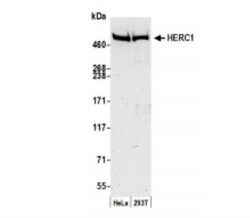 HERC1 Antibody, Novus Biologicals 0.1mL; Unlabeled:Antibodies, Polyclonal