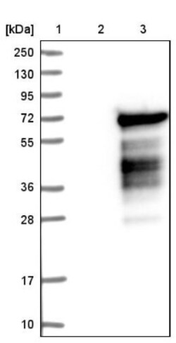 HERPUD2 Antibody, Novus Biologicals 0.1mL; Unlabeled:Anticuerpos