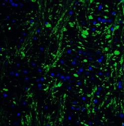 HES5 Antibody - BSA Free, Novus Biologicals 0.1mg; Unlabeled:Antibodies,