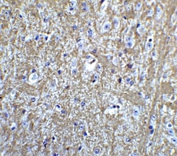 HES5 Antibody - BSA Free, Novus Biologicals 0.1mg; Unlabeled:Antibodies,