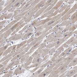 HEXIM2 Antibody, Novus Biologicals 0.1mL; Unlabeled:Antibodies, Polyclonal
