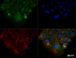 HGFR/c-MET Antibody (1G7NB) - Azide and BSA Free, Novus Biologicals 0.1mg;