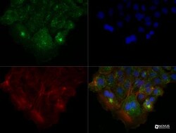 HGFR/c-MET Antibody (1G7NB) - BSA Free, Novus Biologicals:Antibodies:Primary
