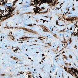 HGFR/c-MET Antibody (1G7NB) - BSA Free, Novus Biologicals:Antibodies:Primary
