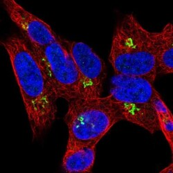 HHAT Antibody, Novus Biologicals:Antibodies:Primary Antibodies