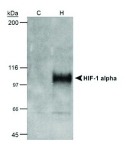 HIF-1 alpha Antibody (H1alpha67), Novus Biologicals 0.1mL; Unlabeled:Antibodies,